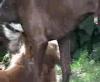 Dune & Golden 3.mp4